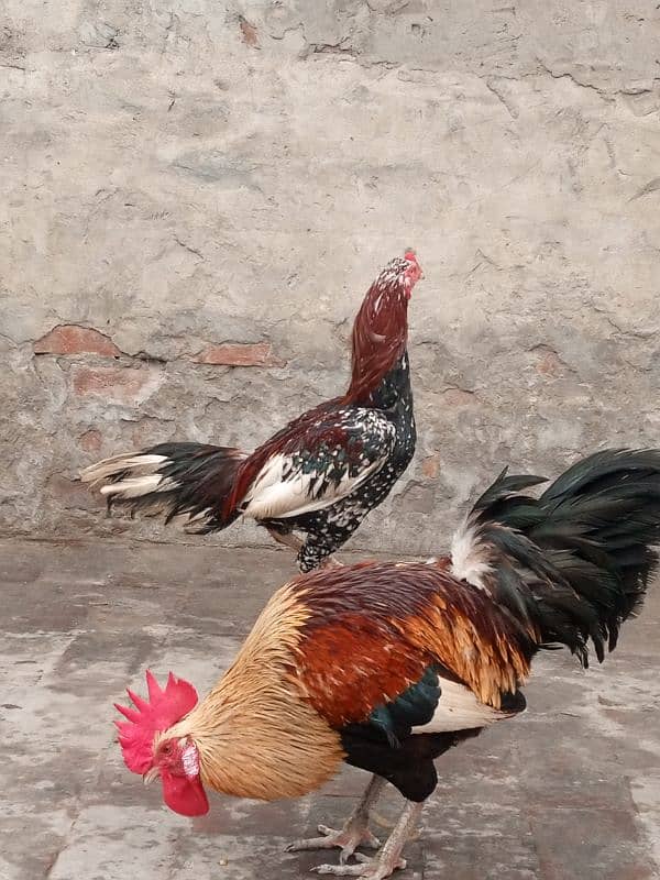 aseel best breed and rooster 1