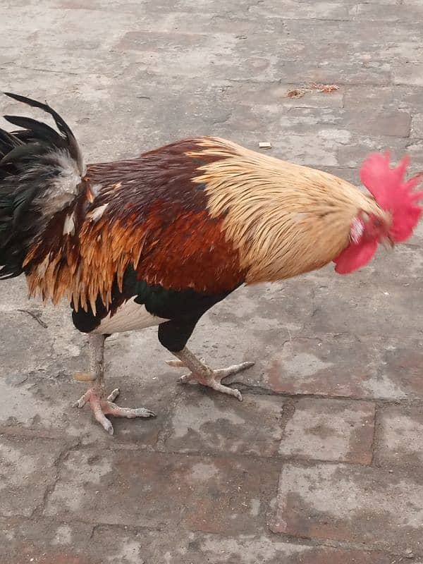 aseel best breed and rooster 2