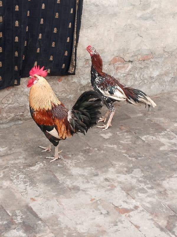 aseel best breed and rooster 4