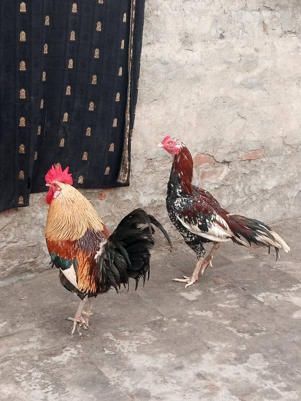 aseel best breed and rooster 5