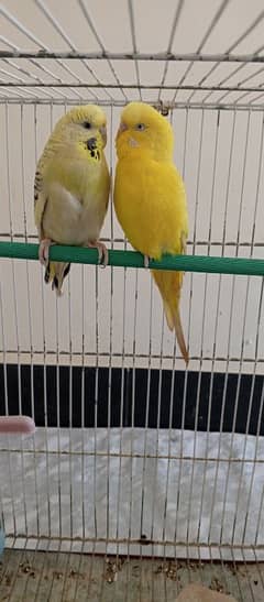 Red eyes ring Budgies ready to first breed