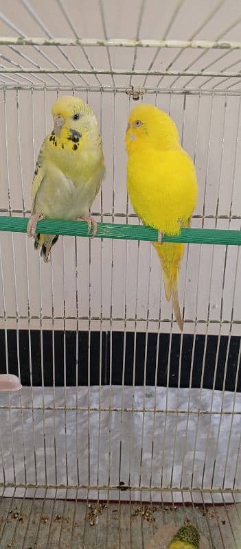 Red eyes ring Budgies ready to first breed 1