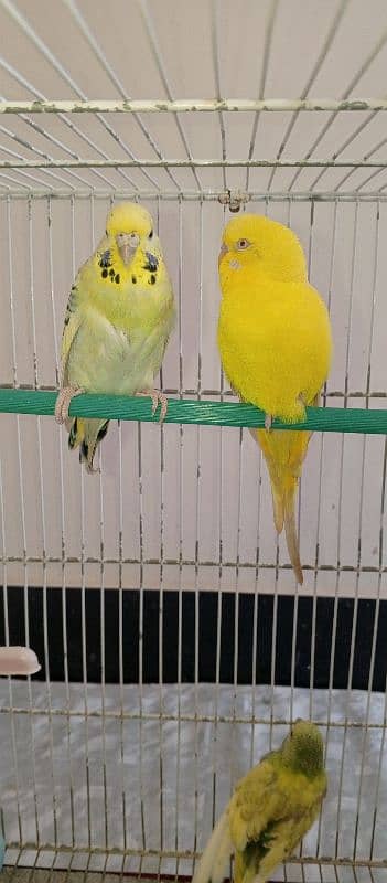 Red eyes ring Budgies ready to first breed 2