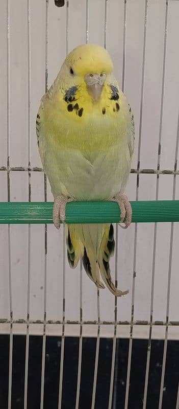 Red eyes ring Budgies ready to first breed 7