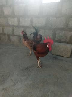 misri hens pair