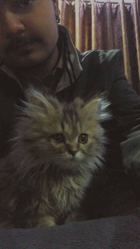 persian cat baby for sale 1