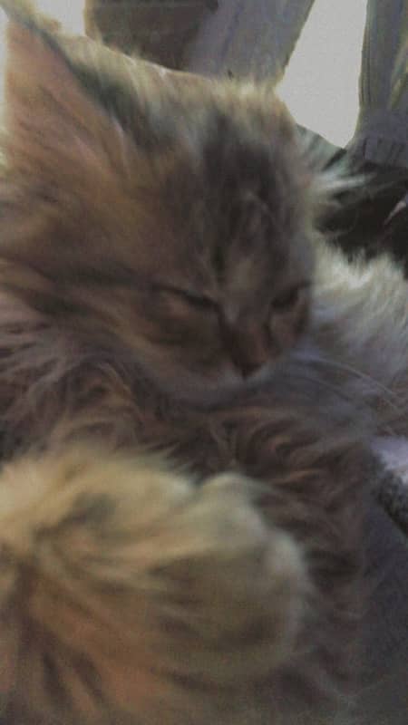 persian cat baby for sale 2