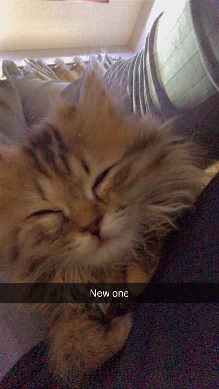 persian cat baby for sale 3