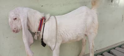 Rajanpuri gulabi bakra full active