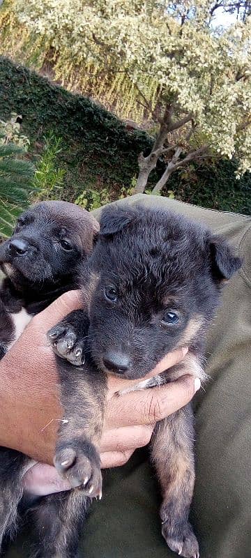 Gsd dog for sale/German shepherd puppies for sale 0