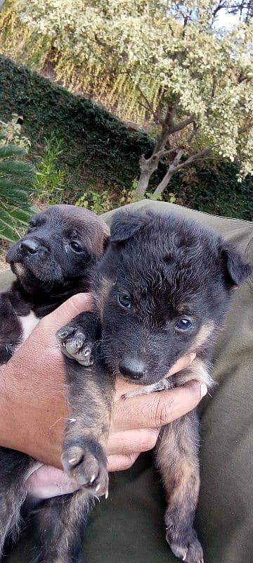 Gsd dog for sale/German shepherd puppies for sale 2