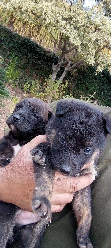 Gsd dog for sale/German shepherd puppies for sale 5