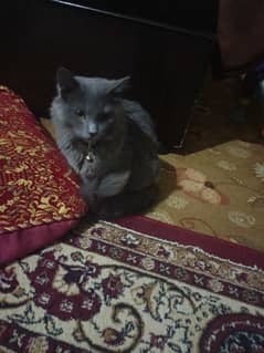 i am selling my Double Coat cat Female grey colour full trained