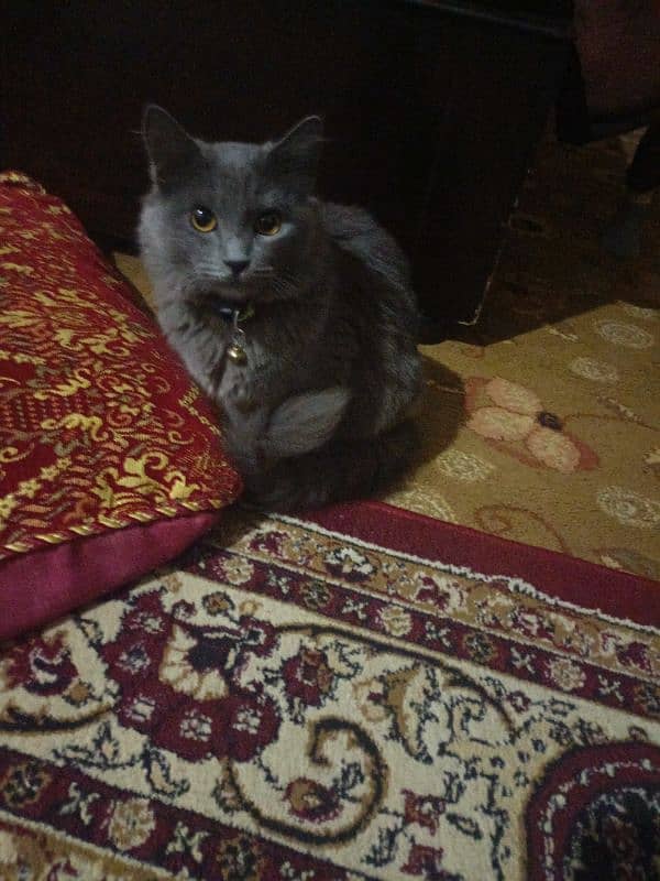 i am selling my Double Coat cat Female grey colour full trained 1