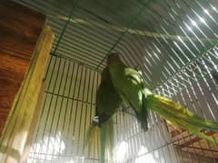 Parrot