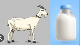 Goat Milk