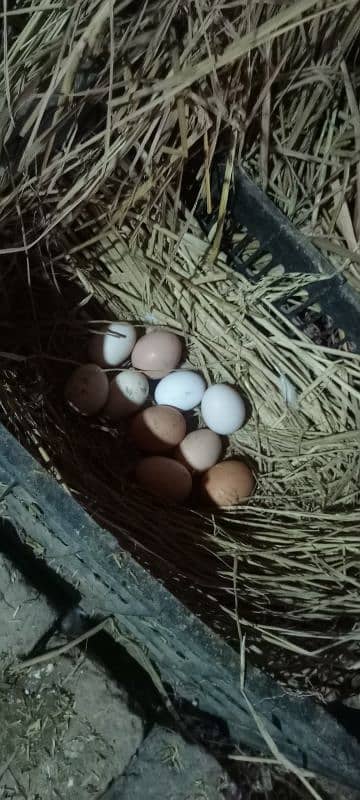 eggs laying hens 0