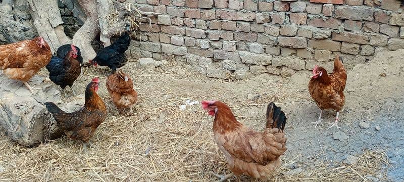 eggs laying hens 6