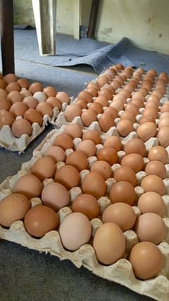 Desi eggs per doz Rs. 520