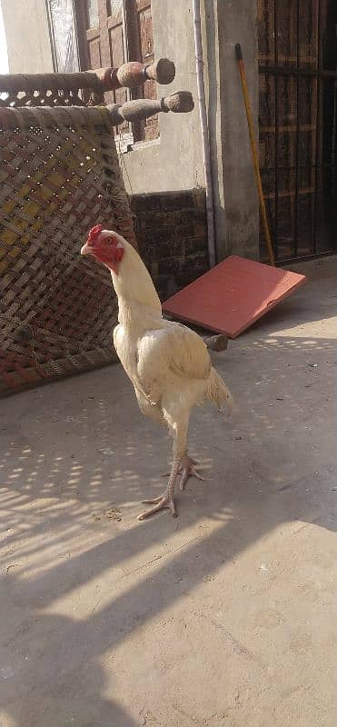 boska murga for sale 0