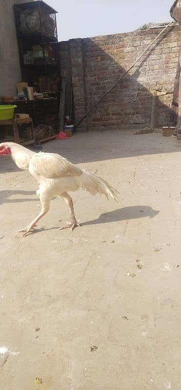 boska murga for sale 3