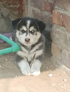 Siberian Husky Male