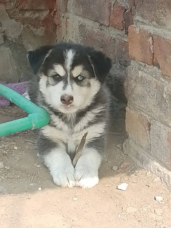 Siberian Husky Male 0