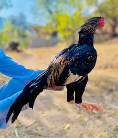 a very havy quality birde murga thai bermi cross for sale