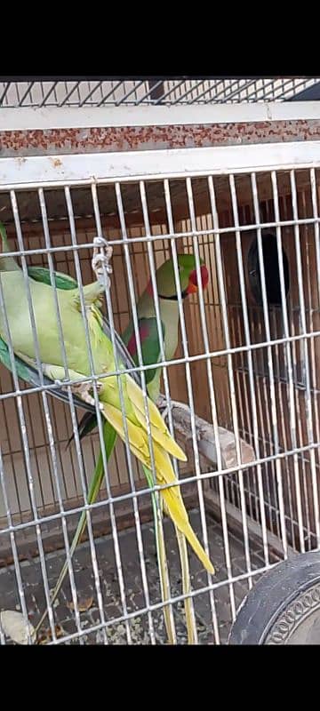 for sale breeder piar story ke sath 0