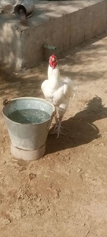 behtreen Heera breeder 2