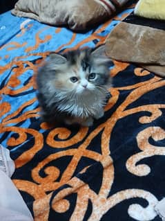 persian calico kitten