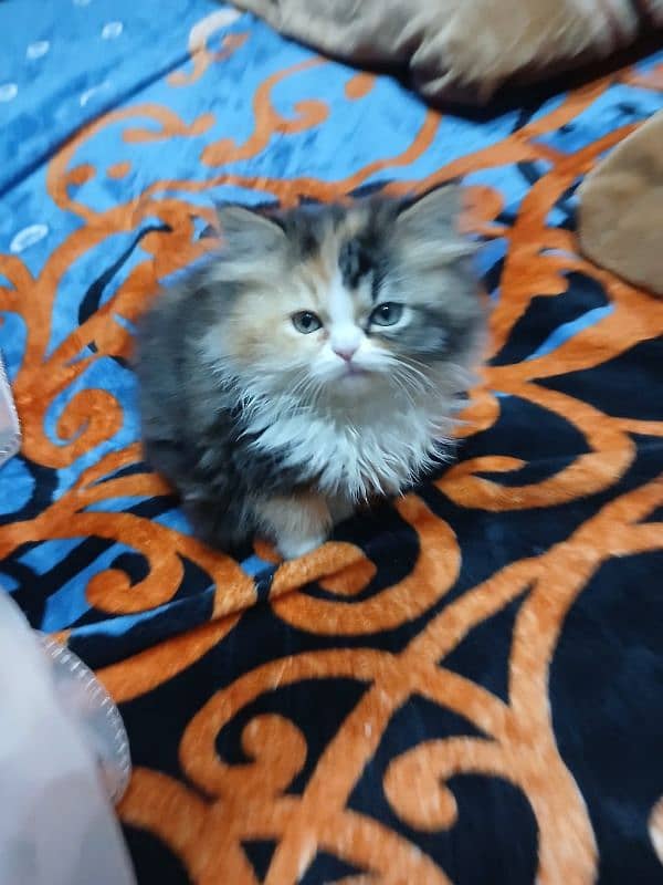 persian calico kitten 1