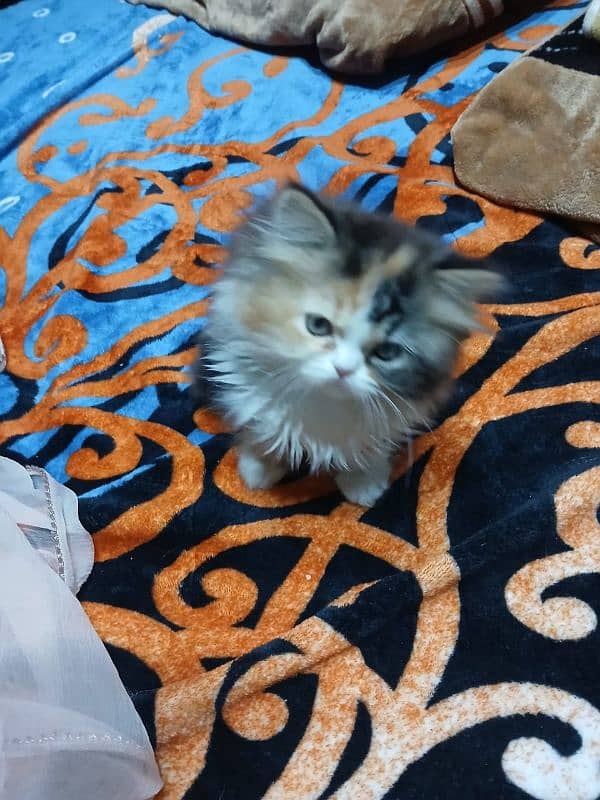 persian calico kitten 2