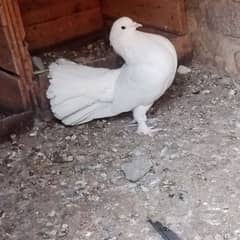 full white laka fancy pigeon