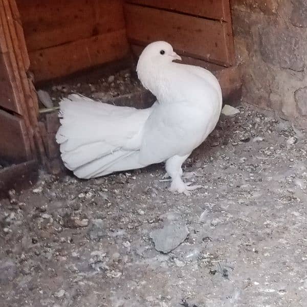 full white laka fancy pigeon 1