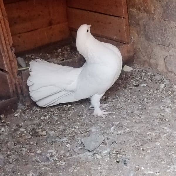 full white laka fancy pigeon 2