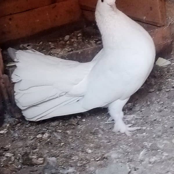 full white laka fancy pigeon 3