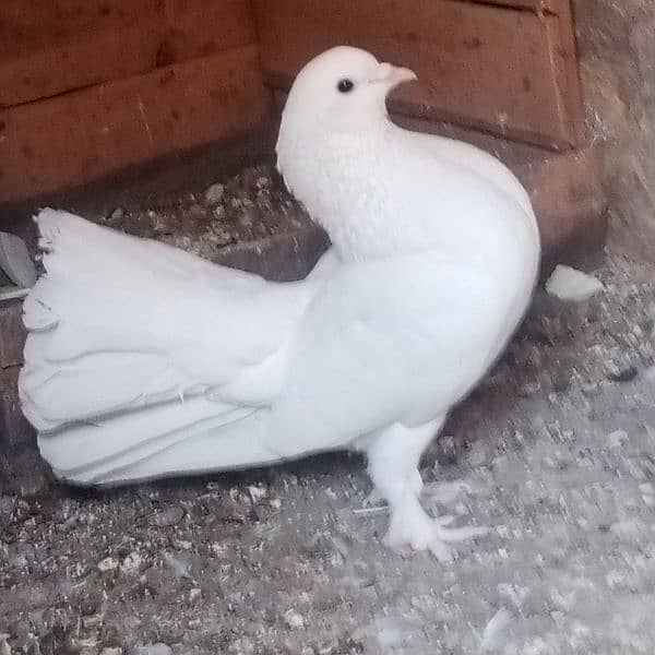 full white laka fancy pigeon 4