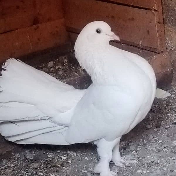 full white laka fancy pigeon 5