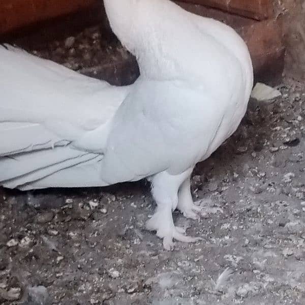 full white laka fancy pigeon 6