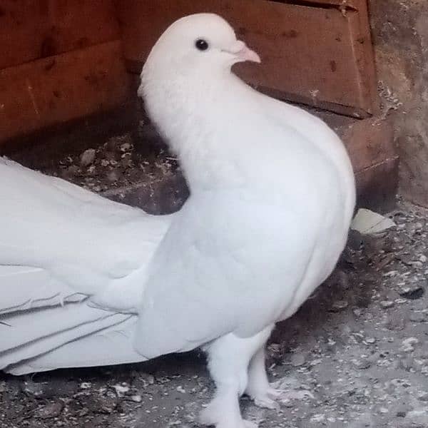 full white laka fancy pigeon 7