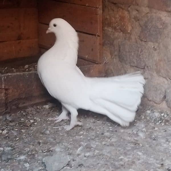 full white laka fancy pigeon 8