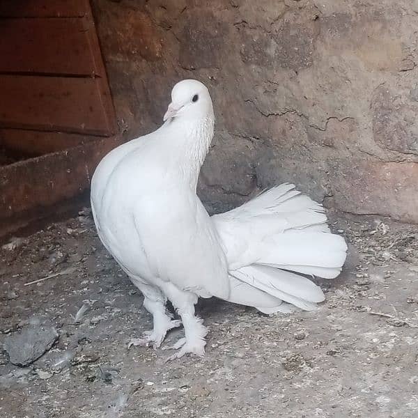 full white laka fancy pigeon 9