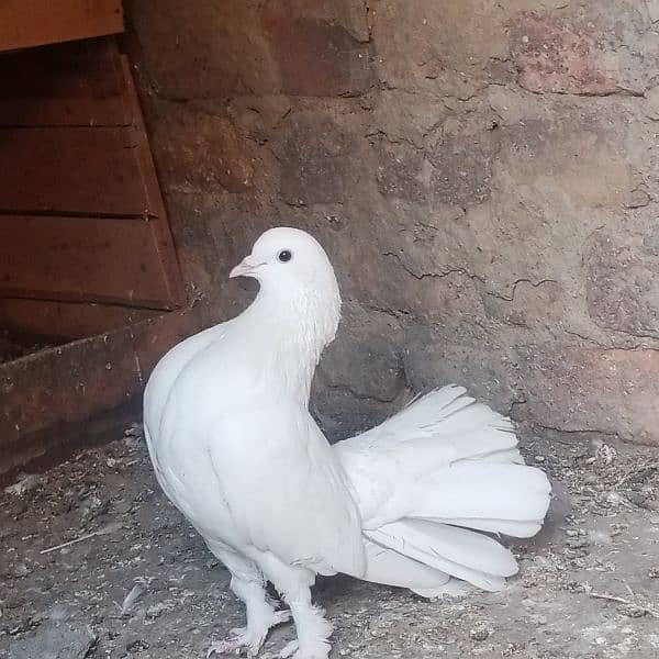 full white laka fancy pigeon 10