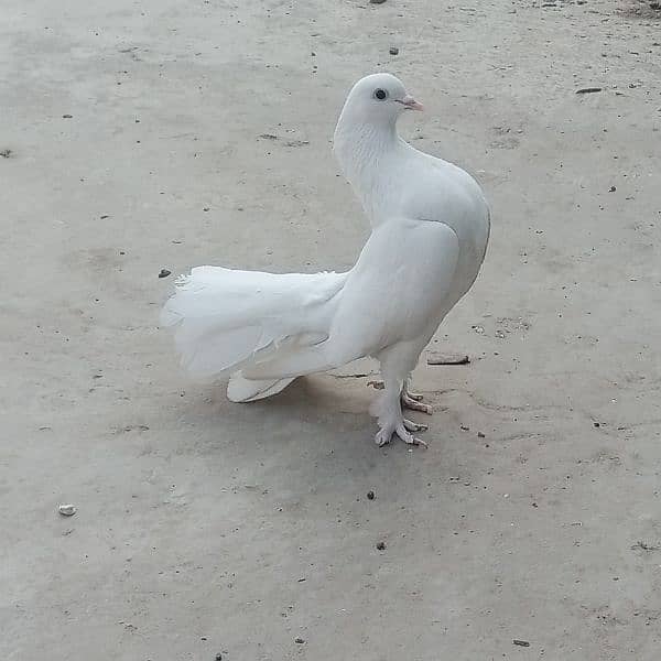 full white laka fancy pigeon 11