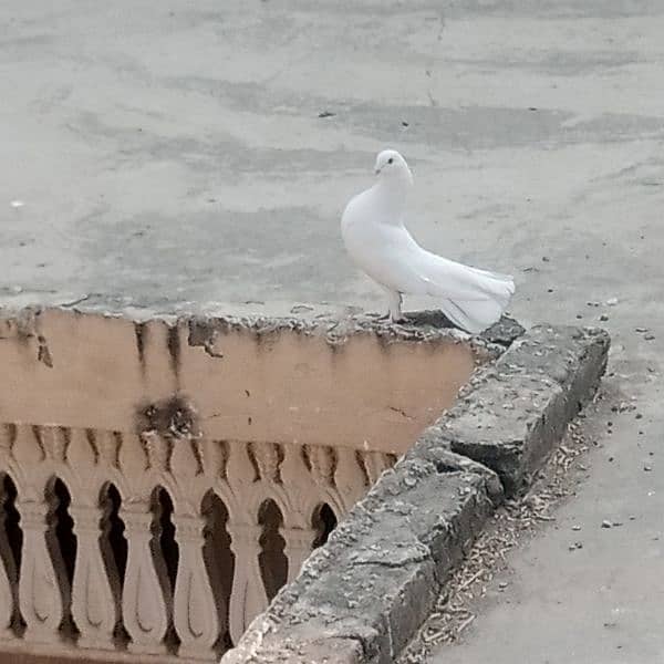 full white laka fancy pigeon 12