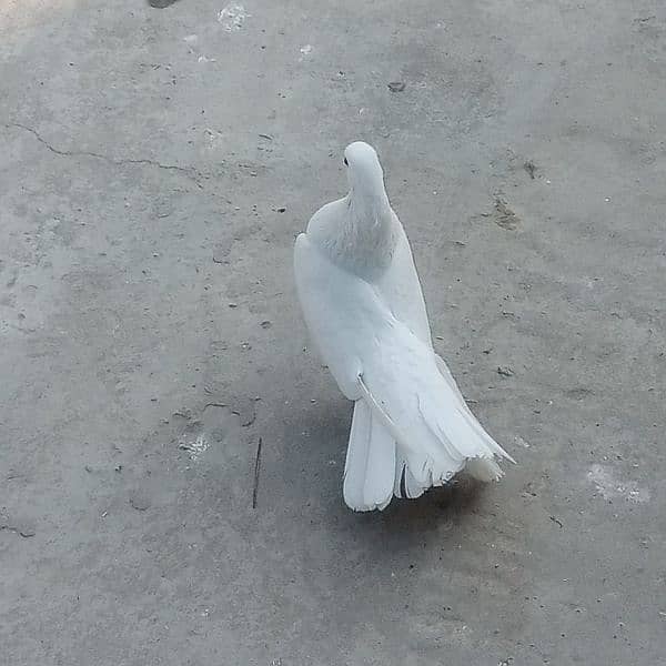 full white laka fancy pigeon 13