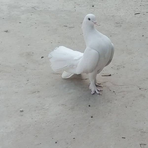 full white laka fancy pigeon 14