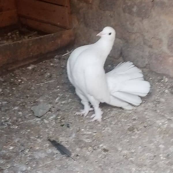 full white laka fancy pigeon 15