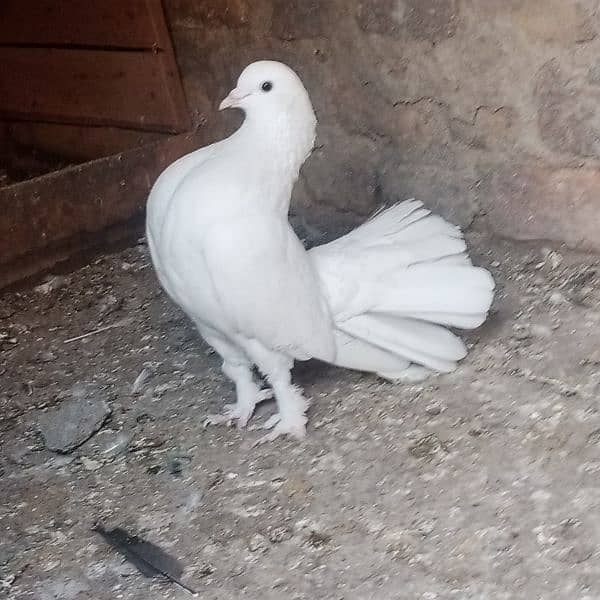 full white laka fancy pigeon 16